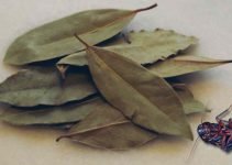 How to Use Bay Leaves for Cockroaches