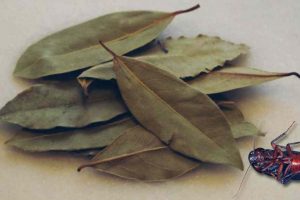 How to Use Bay Leaves for Cockroaches