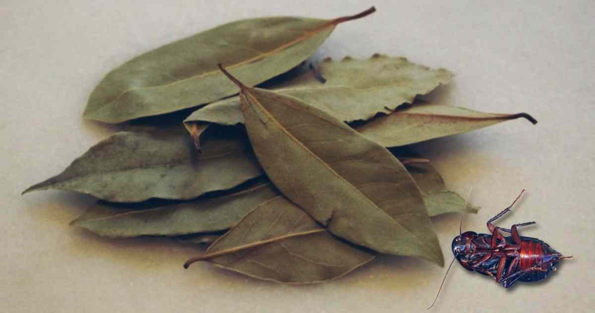 how to use bay leaves for cockroaches