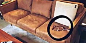 signs of mouse in sofa