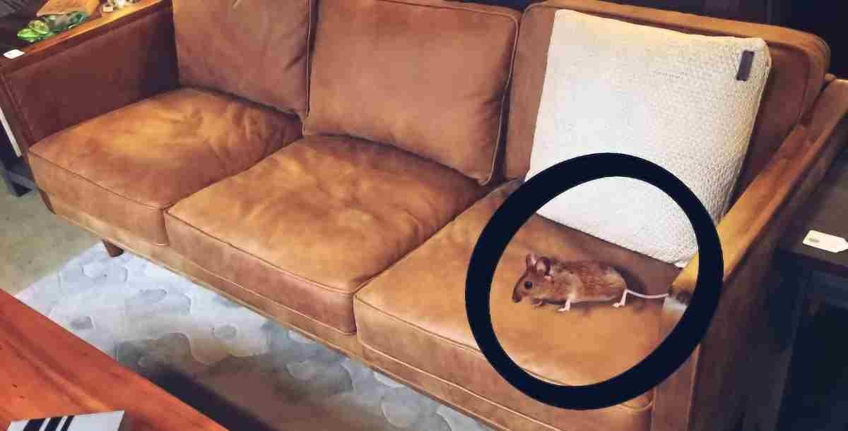 signs of mouse in sofa