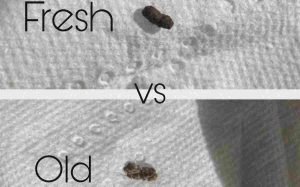 How to tell if mouse droppings are fresh