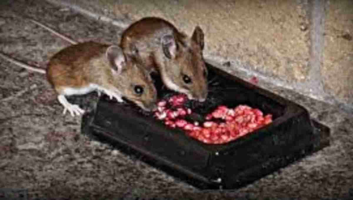 Mice eating poison but not dying
