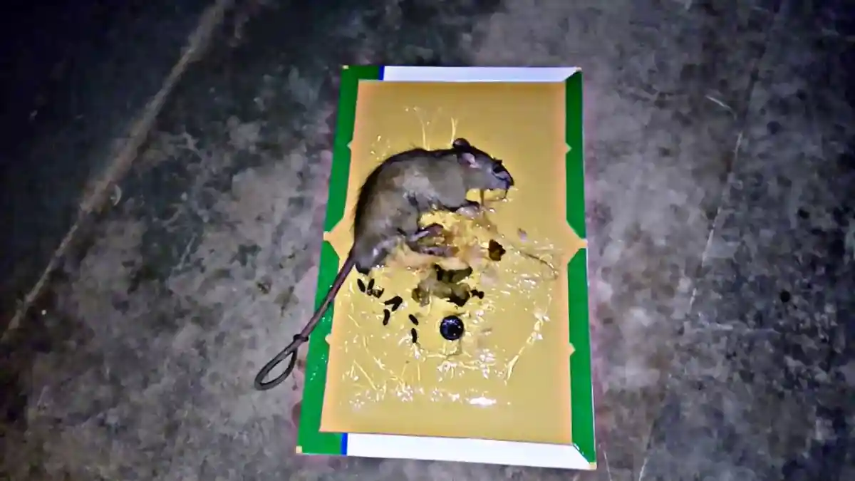 Rat escaped glue trap will it come back