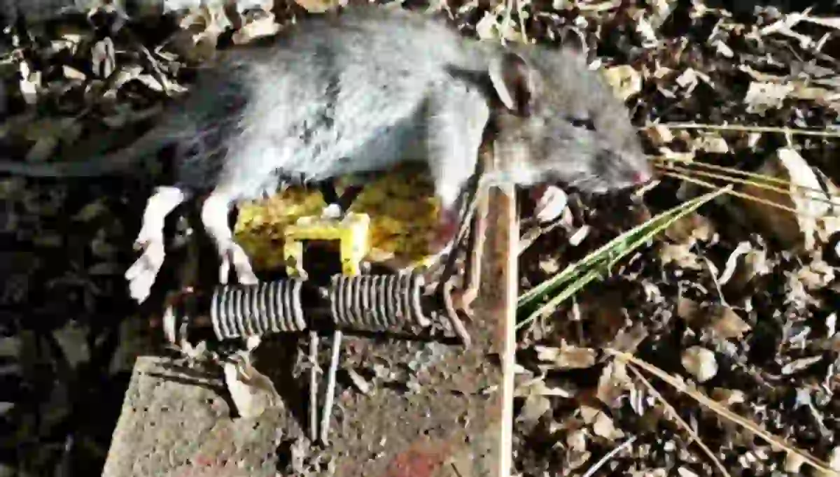 How to humanely kill a mouse stuck in a trap