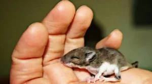 What to do when you find a baby mouse in your house