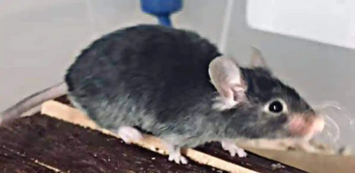 How to tell if a wild mouse has a disease