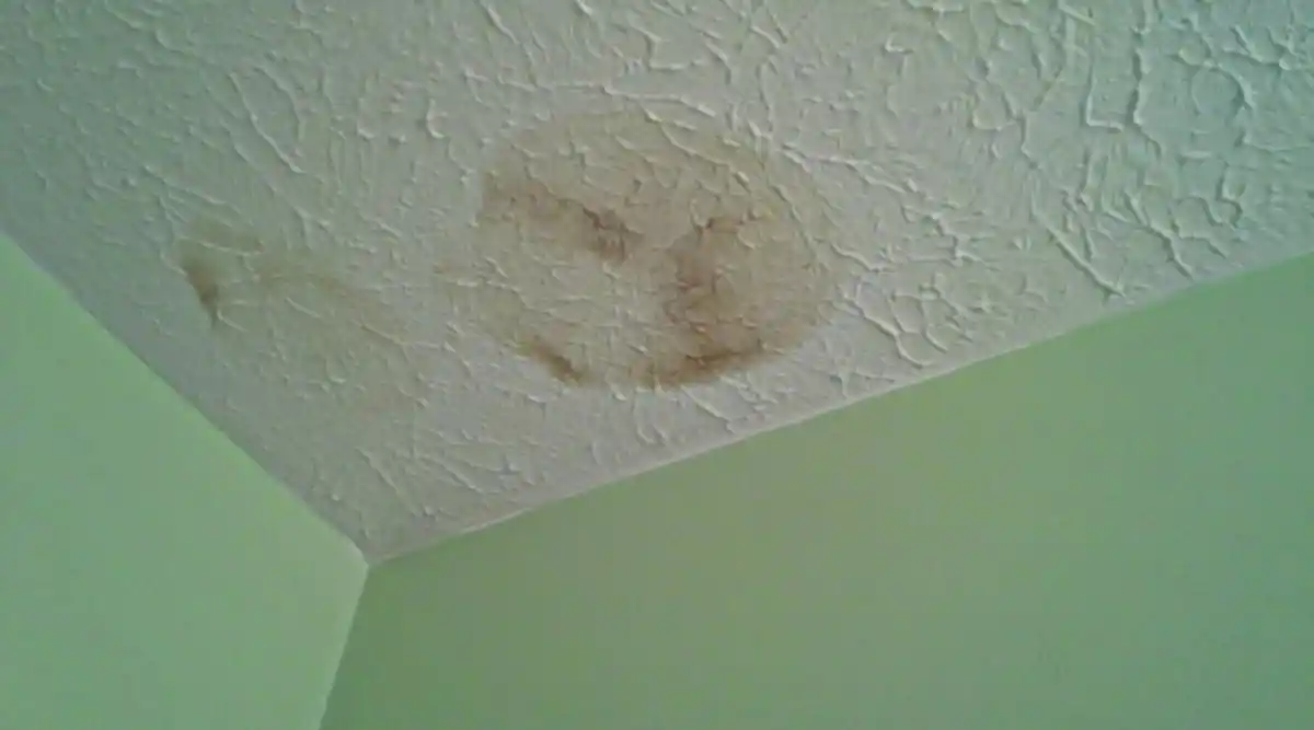 Mouse urine stains on ceiling