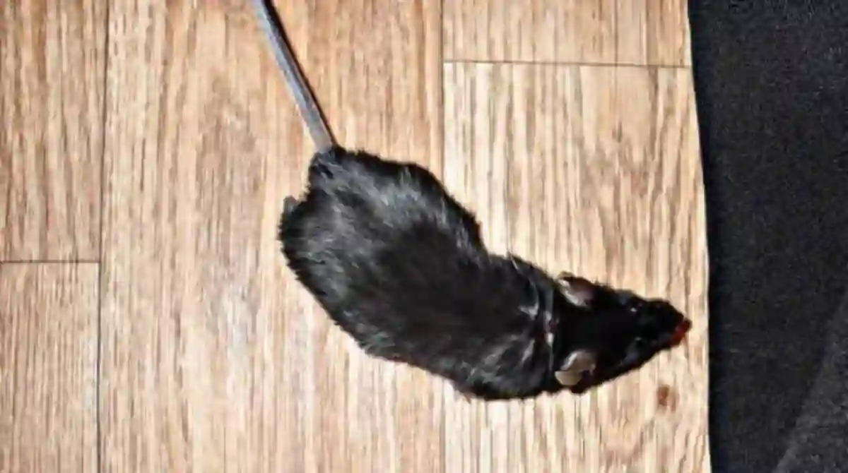 How to pick up a dead mouse without touching it