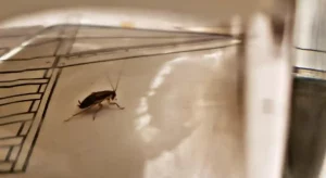 I saw a cockroach but I lost it