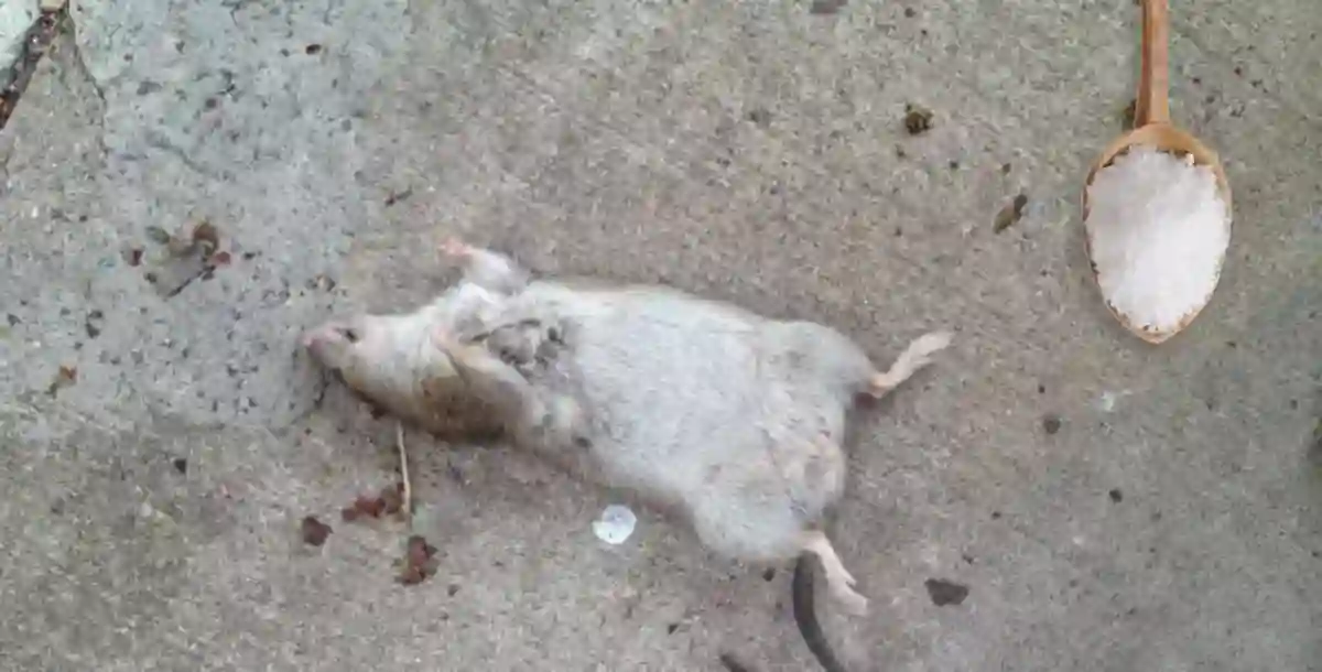 kill mice with salt