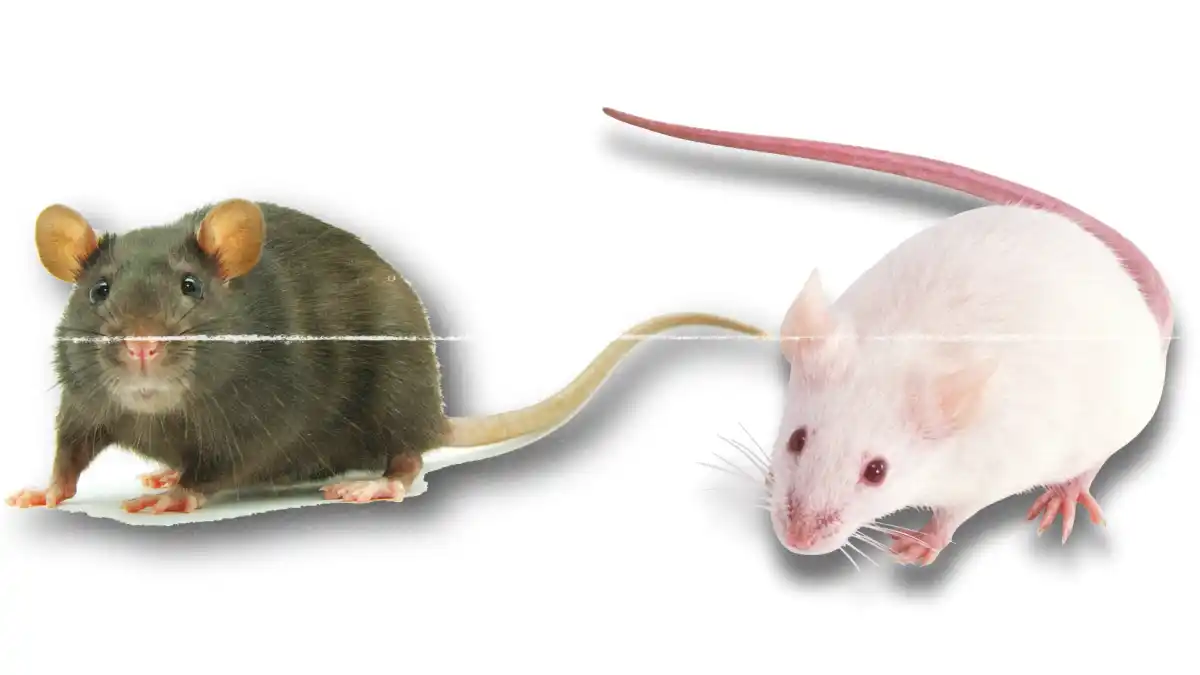 How to tell if you have mice or rats