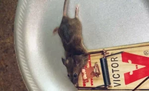 How to find a dead mouse in your house