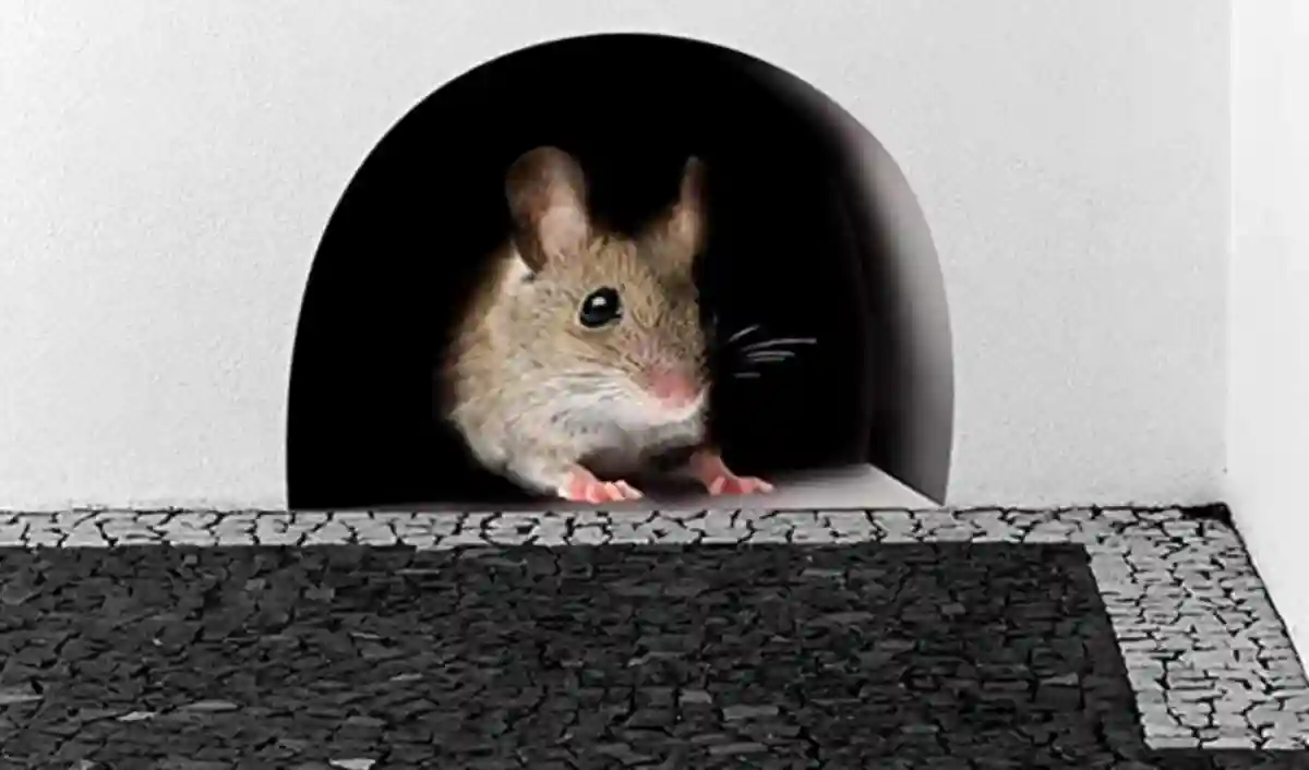 Mice in walls but not in house