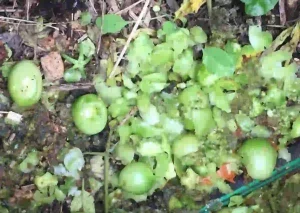 Fruit rats in garden
