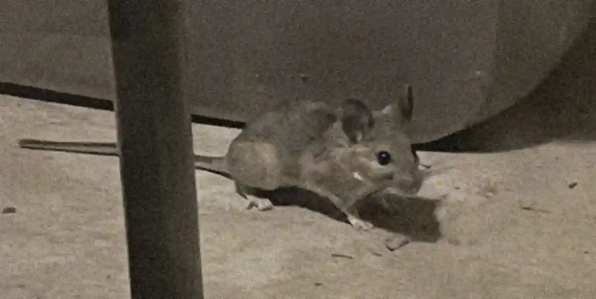 How to scare a mouse out of my room
