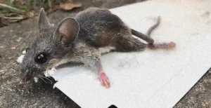 Mouse crying on glue trap