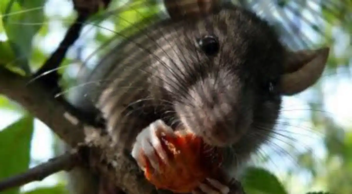 How to stop rats eating vegetable garden