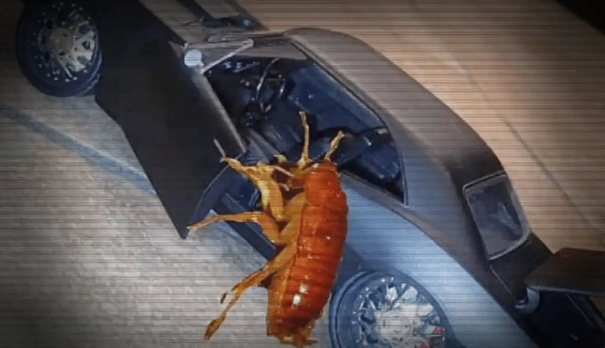 Home remedies for roaches in car