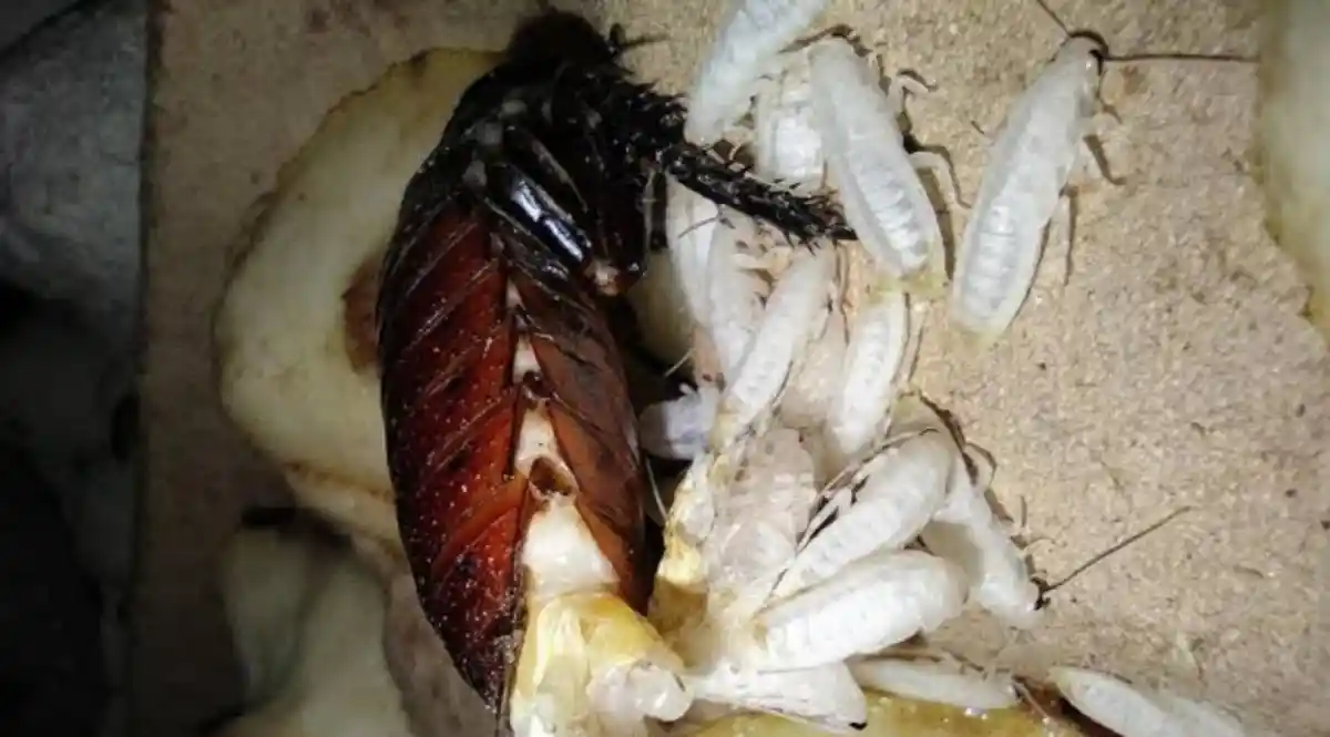 How to stop roaches from breeding