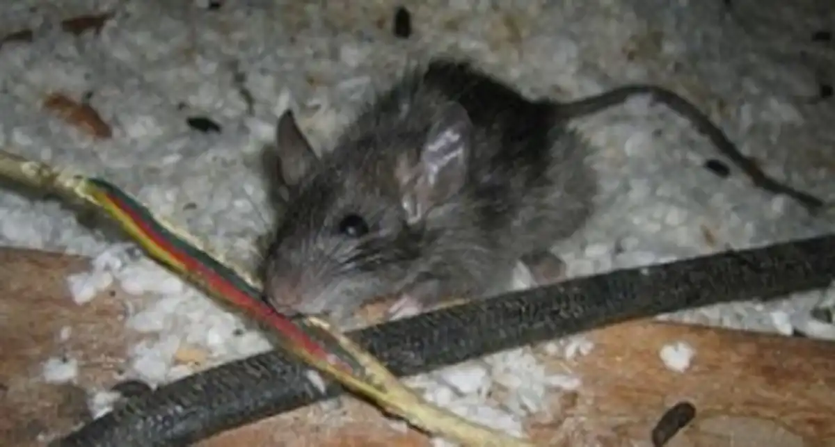 How to get rid of roof rats in Florida