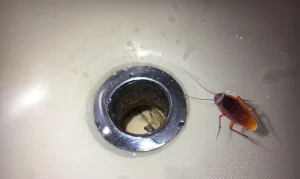 How to get rid of roaches coming up drains