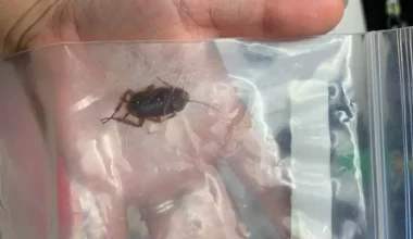 Can You Suffocate Roaches in a Plastic Bag