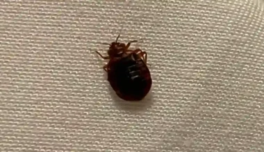 If One Hotel Room Has Bed Bugs Do They All
