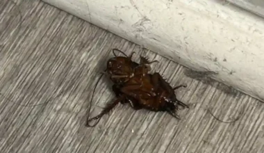 Finding Dead Roaches Upside Down