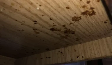 Cockroach Smear Marks