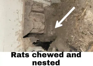 How do I stop rats from chewing on concrete