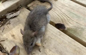 Signs of Rats Under Decking