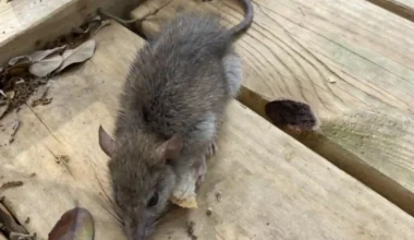Signs of Rats Under Decking