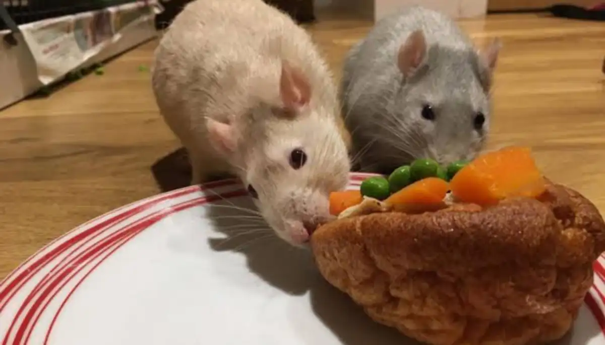 What food are rats most attracted to