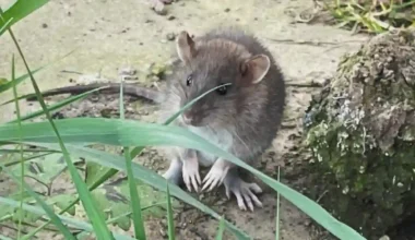 I Have Just Seen a Rat in My Garden