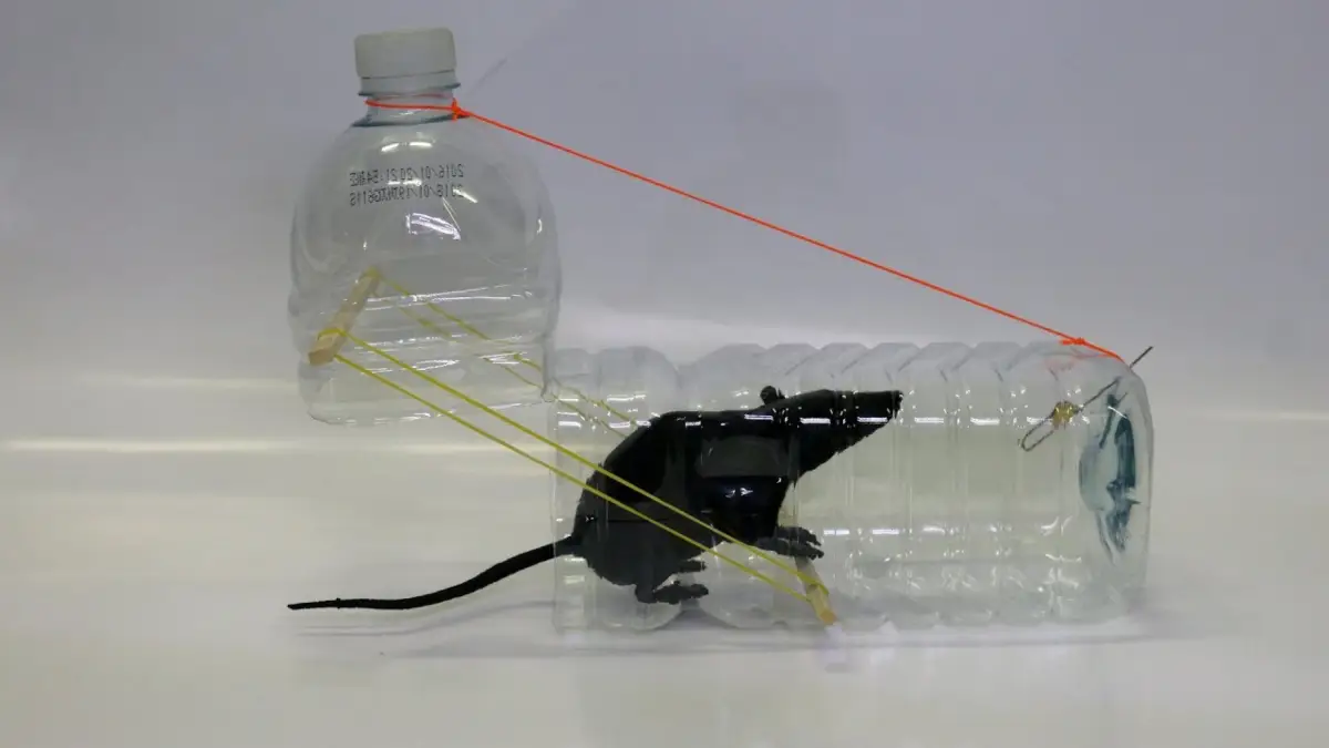 How to Make a Homemade Mouse Trap that Kills Using a Plastic Bottle