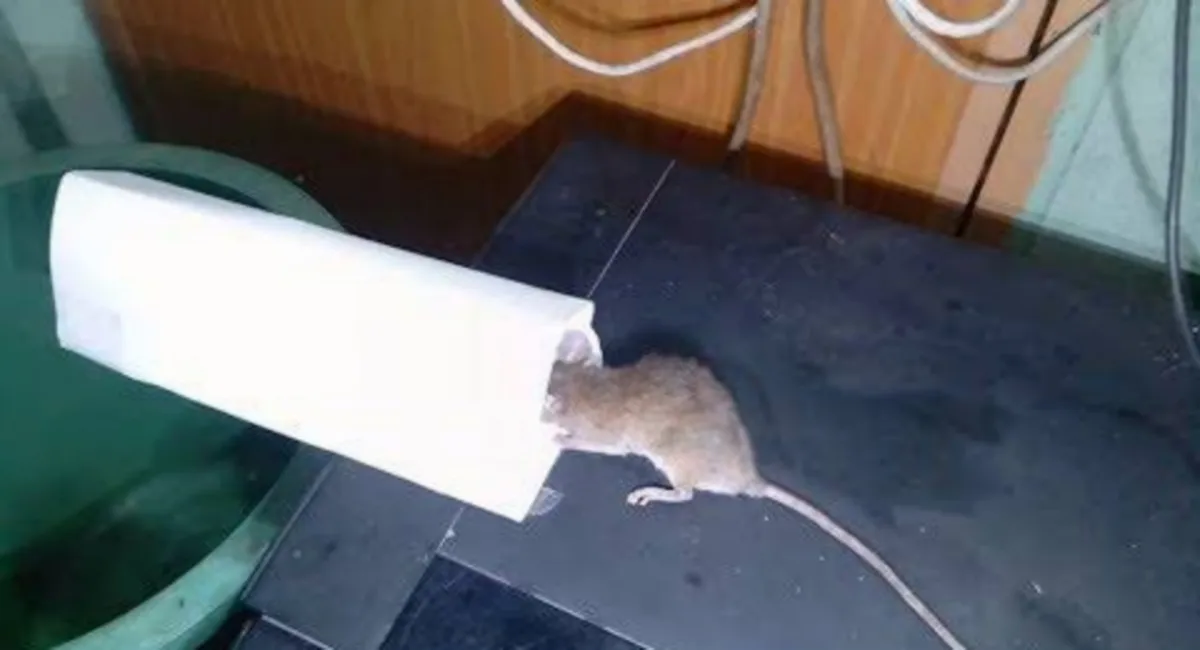 How to Make a Homemade Mouse Trap that Kills Using Cardboard Rolls