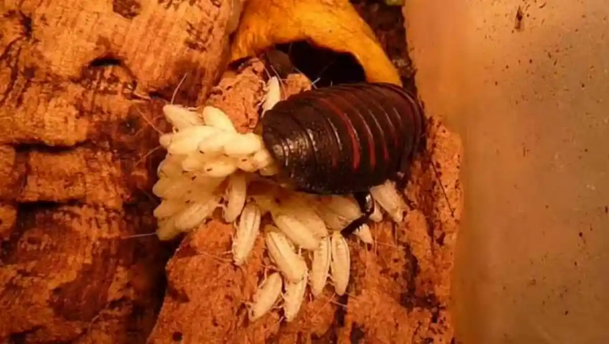 Why Are There Suddenly So Many Cockroaches in My House
