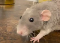 How to Get Rid of Rats Without Poison