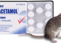 Killing Rats with Paracetamol [How to]