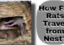 How Far Do Rats Travel from Their Nest?