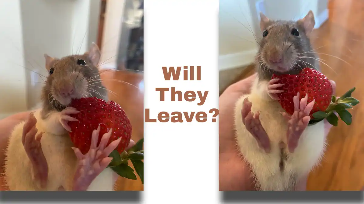 Will Rats Leave if There is No Food