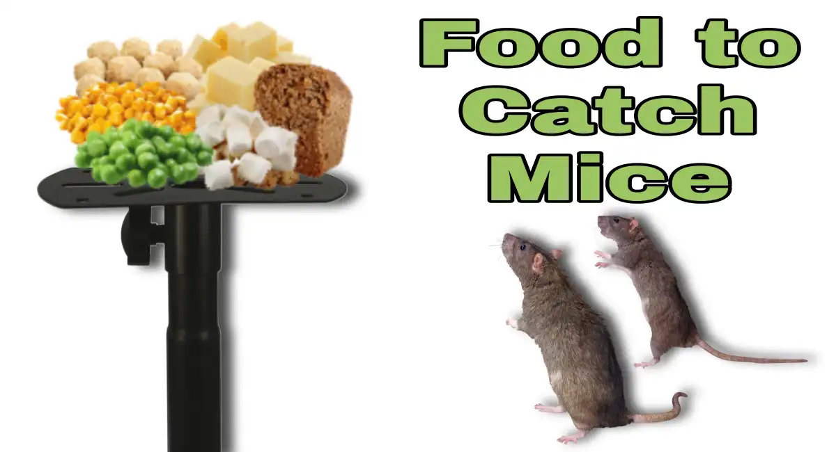 Best Food to Catch Mice