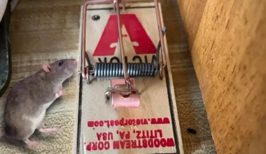 Mice Ignoring Traps