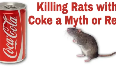 Killing Rats with Coke