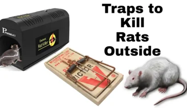 What Kills Rats Instantly Outside