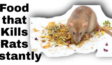 What Food Kills Rats Instantly