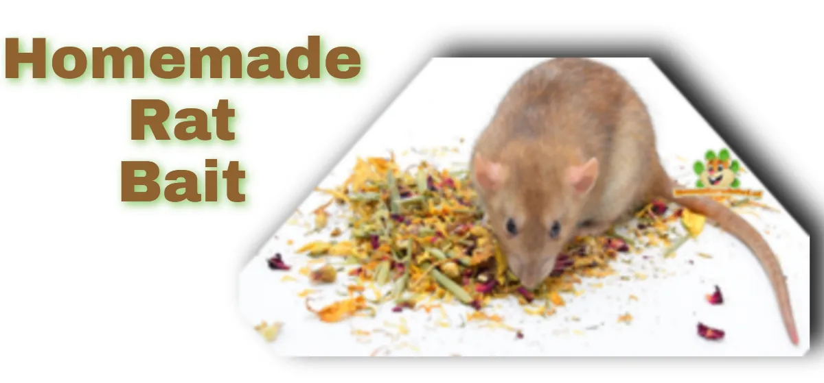 Best Homemade Rat Bait
