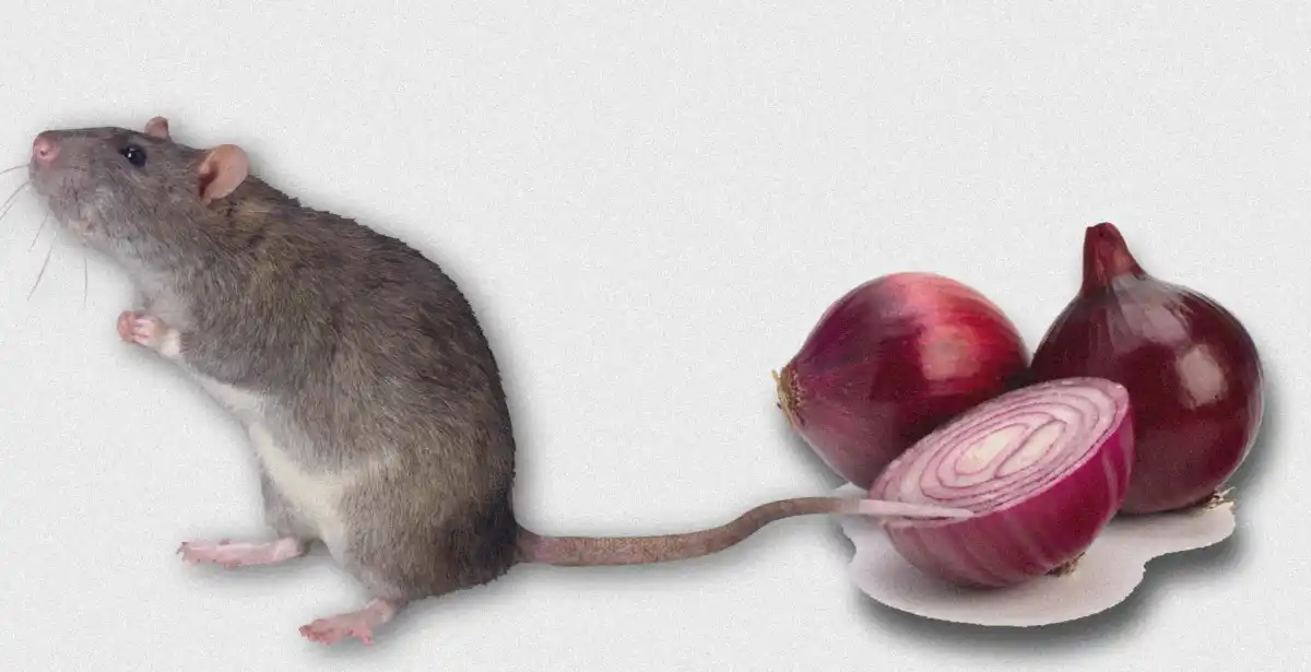 Do Onions Kill Rats