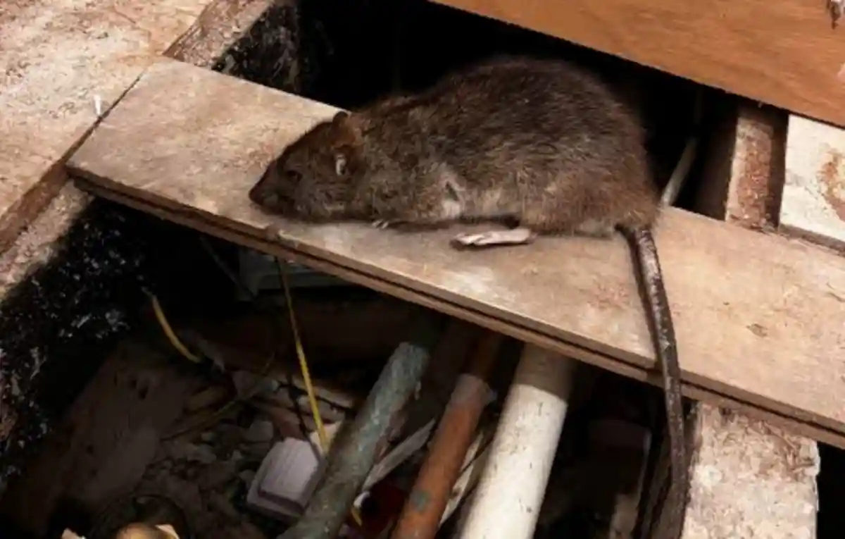 Dead Rat Under Floorboards